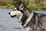 ALASKAN MALAMUTE 669